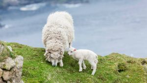 Shetland Sheep, a traditional, hardy breed of the Northern Isles in Scotland (© Martin Zwick/DanitaDelimont.com)(Bing United Kingdom)