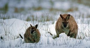 Wallaby adult with young in snow, Tasmania, Australia -- Shin Yoshino/Minden Pictures/Getty Images &copy; (Bing Australia)