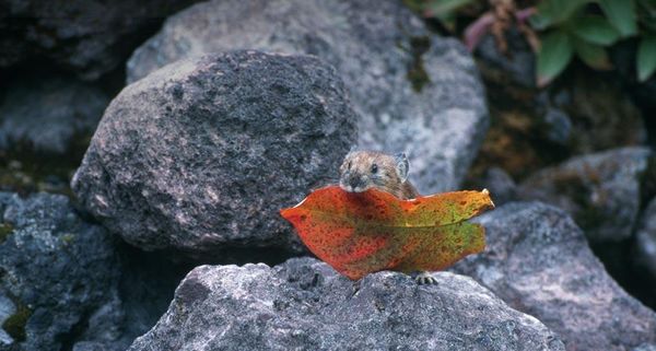 Pika