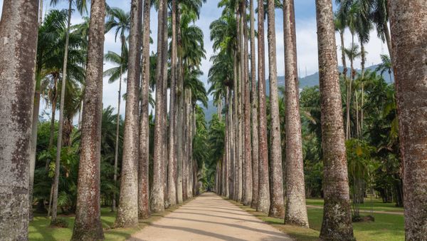 Imperial palm trees in the Rio de Janeiro Botanical Garden, Brazil