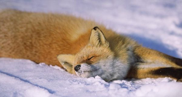 EzoRedFox2