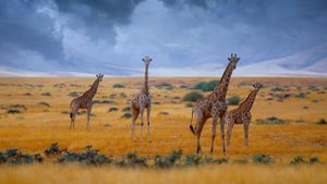 纳米比亚，一群小长颈鹿 (© Jim Zuckerman/Corbis)(Bing China)