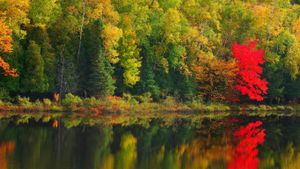 Algonquin Provincial Park, Ontario, Canada (© Ocean/Corbis)(Bing Canada)