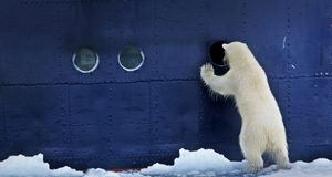 Male Polar Bear (Ursus maritimus) watching crack between ice-floes, Arctic Ocean near North Pole - Marketa Jirouskova/Oxford Scientific (OSF)/Photolibrary &copy; (Bing United Kingdom)