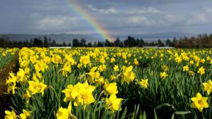 Daffodil farm  under rainbow, Saanich Peninsula, Vancouver Island, British Columbia, Canada (© Chris Cheadle/All Canada Photos/Getty Images)(Bing Canada)