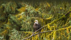 Pygargue à tête blanche, forêt nationale de Tongass, Alaska, États-Unis (© Jaynes Gallery/Shutterstock)(Bing France)