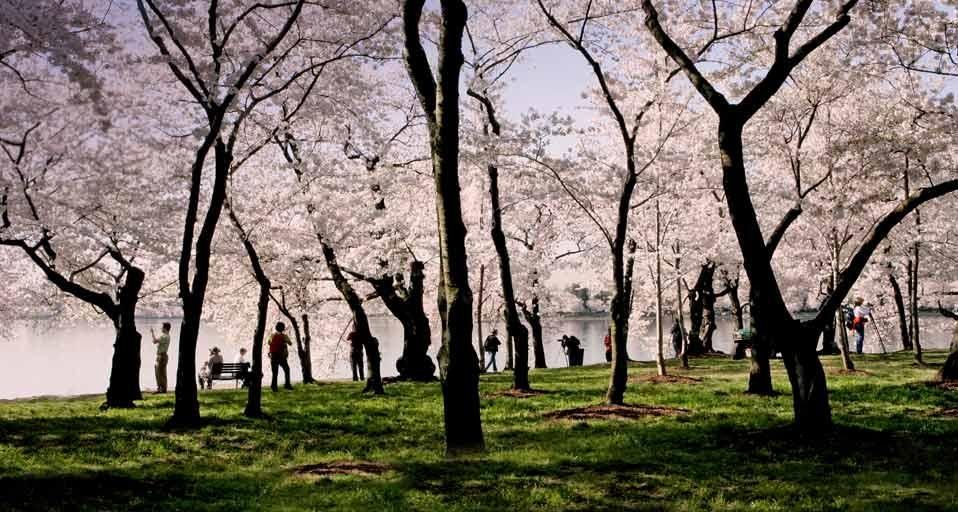 CherryBloom