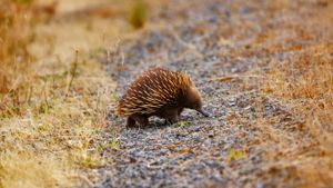 An echidna out and about (© John Kirk/Getty Images)(Bing Australia)