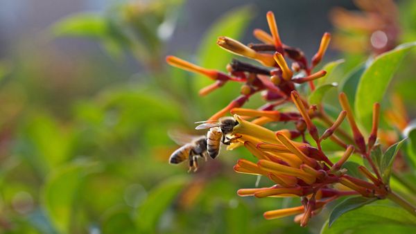 Bees drinking nectar