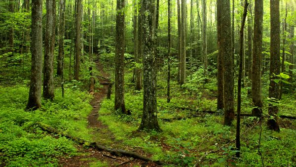 Sentiero forestale nel Parco Nazionale delle Great Smoky Mountains, Tennessee, USA