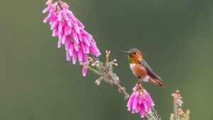 艾氏煌蜂鸟，圣克鲁斯，加利福尼亚州，美国 (© mallardg500/Getty Images)(Bing China)