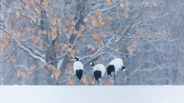 Red-crowned cranes in snowy landscape