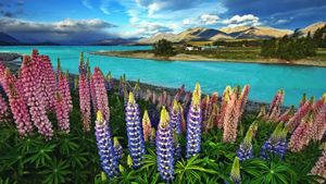 新西兰特卡波湖 (© Thienthongthai Worachat/Flickr/Getty Images)(Bing China)