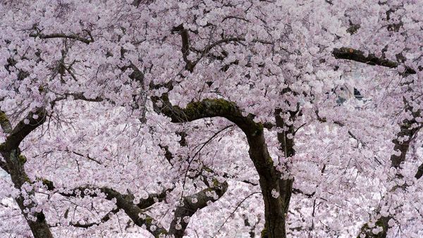 Cherry blossom trees in Vancouver