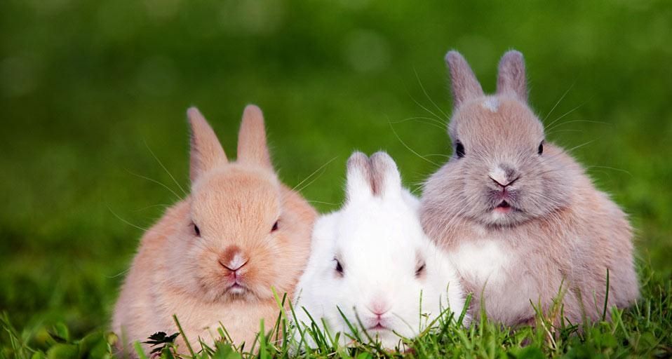 Bunnies