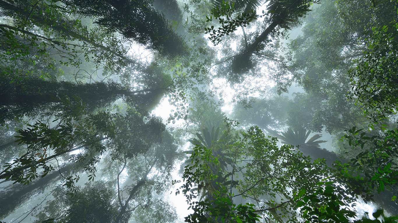 Looking upward at rainforest in Dorrigo National Park, New South Wales, Australia