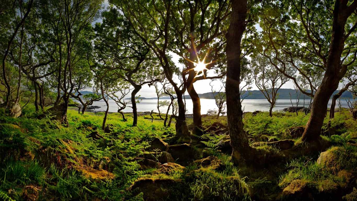 Dwarf forest of Oaks, Loch na Keal, Isle of Mull