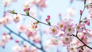 春日樱花，上海，中国 (© junyyeung/Getty Images)(Bing China)