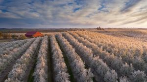 ｢赤い納屋とアーモンドの花畑｣米国, カリフォルニア州 (© agustavop/Getty Images)(Bing Japan)