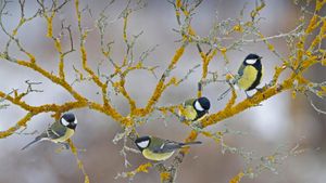 Great tits on a branch during winter in France (© Eric Ferry/Alamy)(Bing United States)