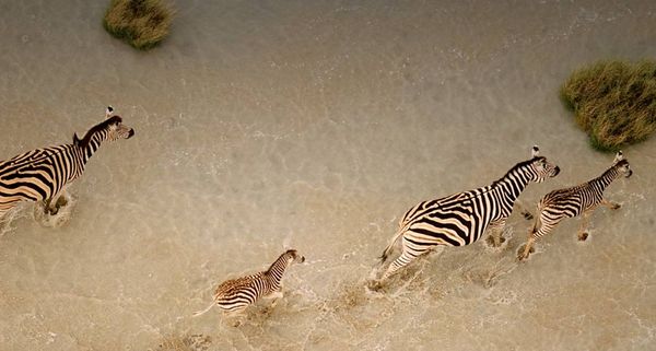 Zebras