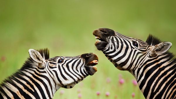 Burchell\'s zebra stallions, Rietvlei Nature Reserve, South Africa