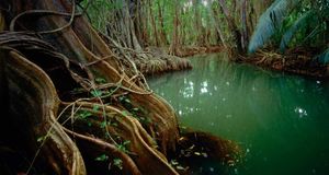 Rainforest in Dominica (© SIME/eStock Photo) &copy; (Bing United States)