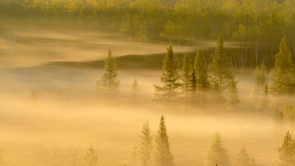 Spring trees in a misty valley, Lively, Sudbury, Ontario