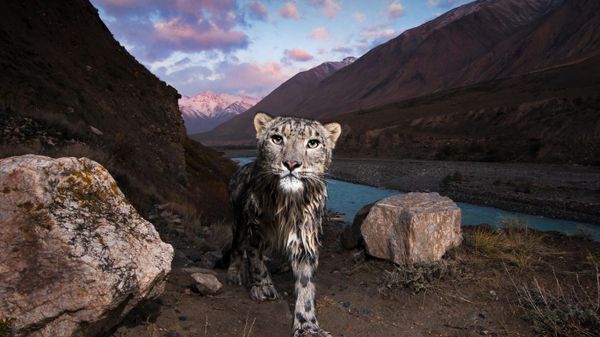 Schneeleopard im Tian Shan-Hochgebirge, Kirgisistan