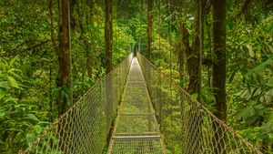 蒙特维德云雾森林中的吊桥，哥斯达黎加 (© Dmitriy Burlakov/Getty Images)(Bing China)