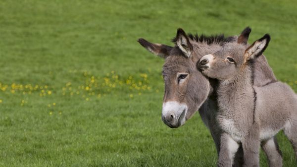 Cotentin donkey and foal in Normandy, France