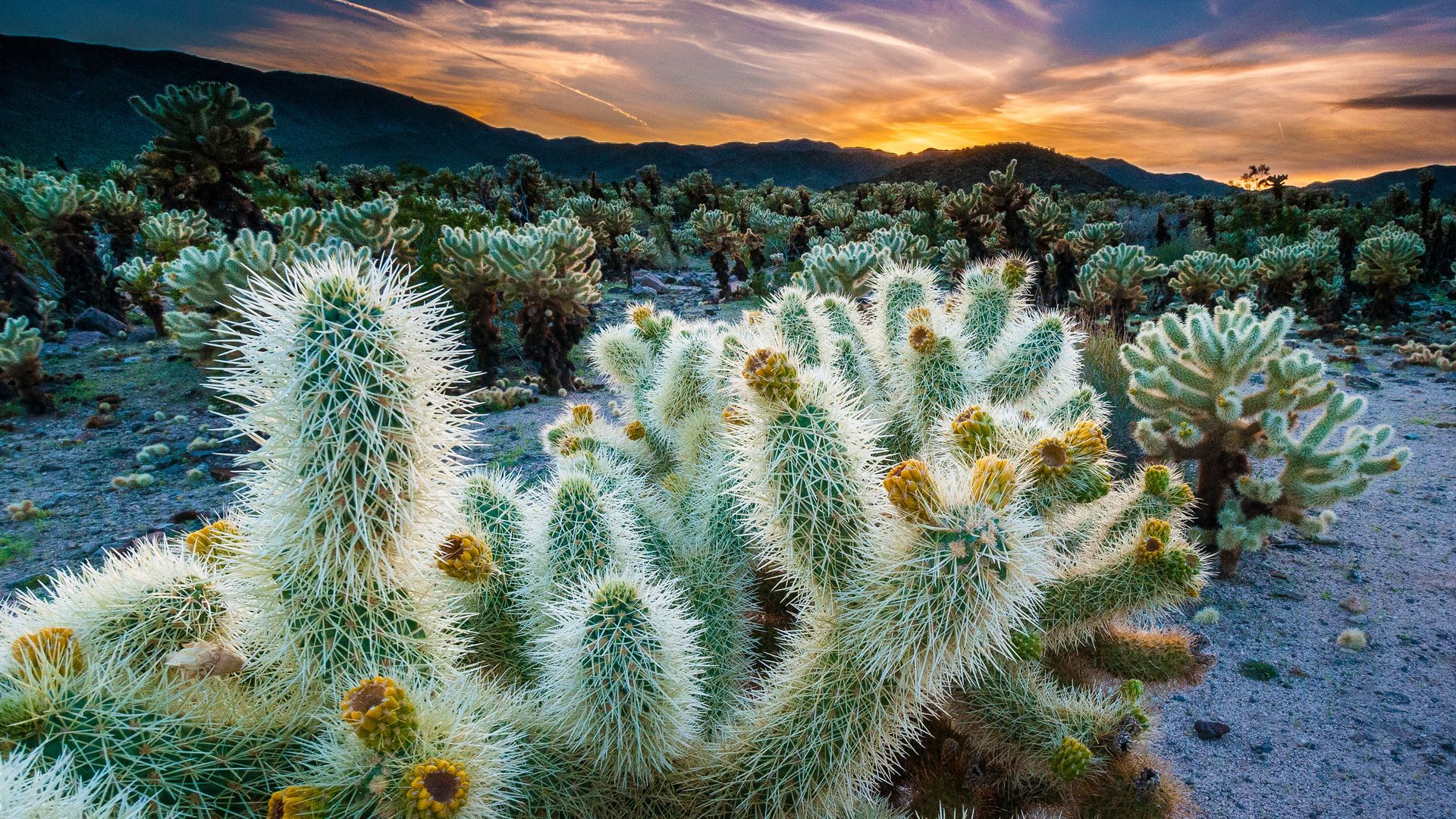 Cholla Cactus Garden, Joshua Tree National Park, California, USA