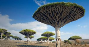Dragon's Blood Trees on Socotra Island, Yemen -- Tony Waltham/Getty Images &copy; (Bing Australia)