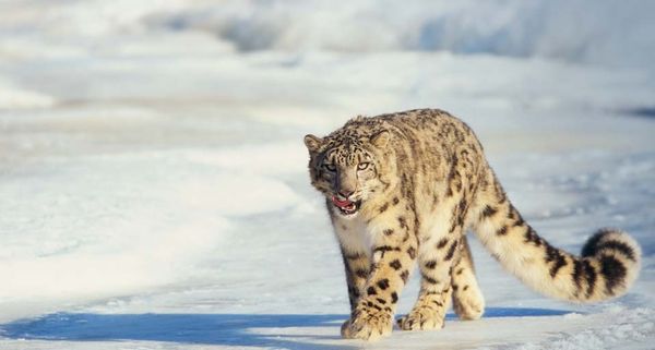 Leopard