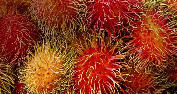 Rambutans
