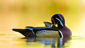 Wood duck, Quebec, Canada (© Maxime Riendeau/Getty Images)(Bing United States)