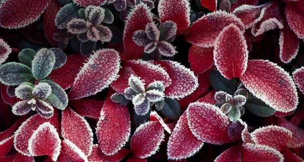 Bearberries