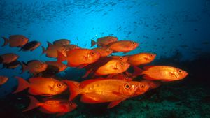 Crescent-tail bigeye fish in the Great Barrier Reef, Australia (© Fred Bavendam/Minden Pictures)(Bing Canada)