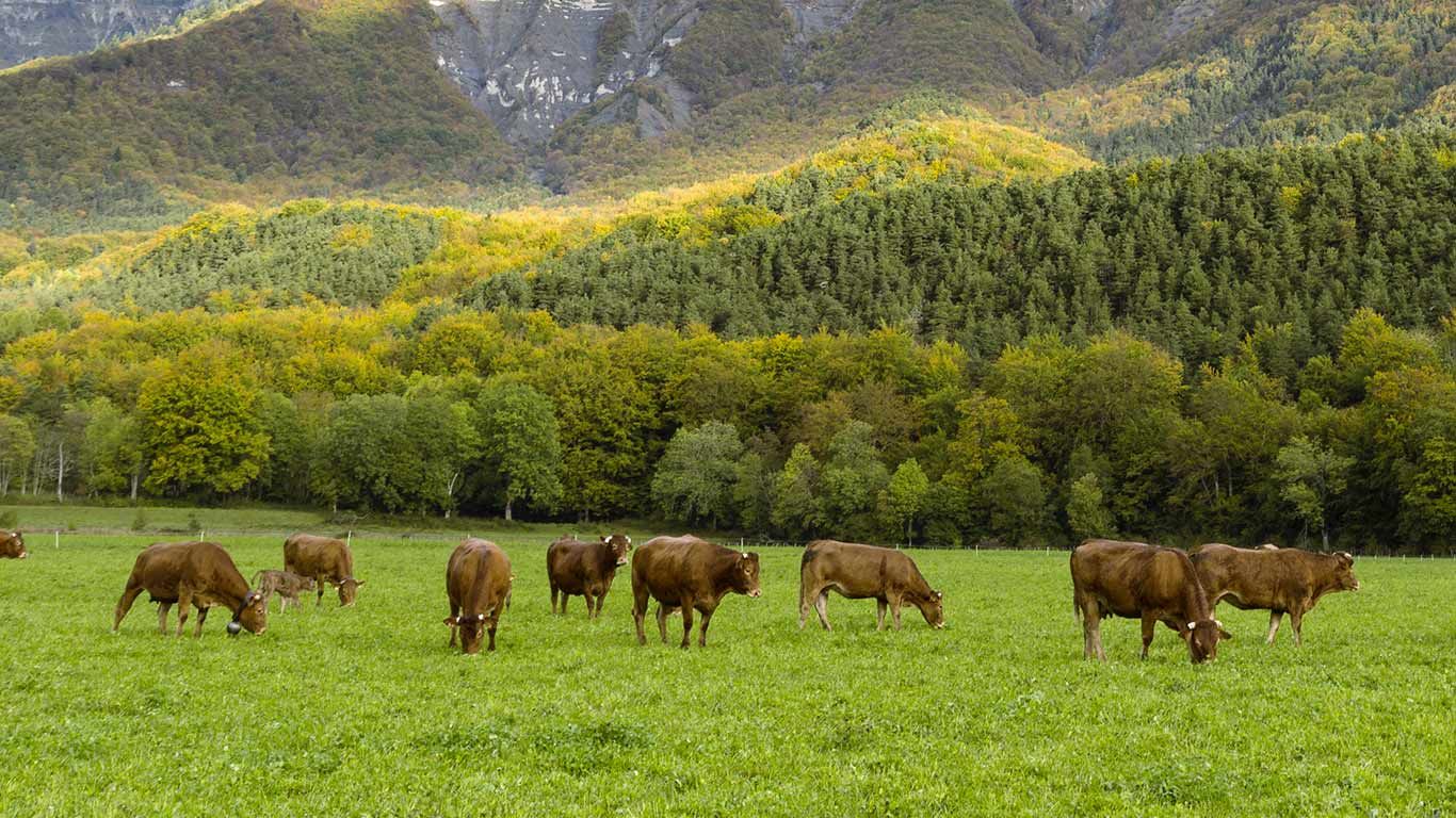 Des vaches devant le Mont Aiguille, Parc Naturel Régional du Vercors, Isère, France