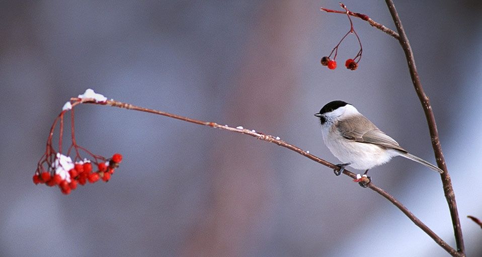 MarshTit