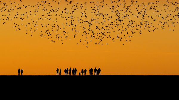 Starlings during the autumn migration