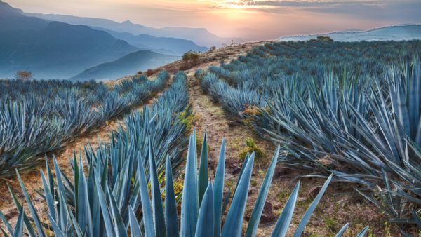 Campo di agave blu nei pressi di Tequila, Jalisco, Messico