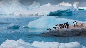 Gentoo penguins, Antarctica (© Art Wolfe/Getty Images)(Bing New Zealand)