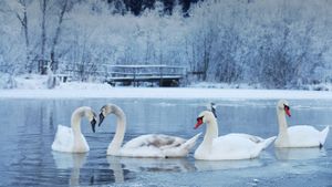 冬季的天鹅 (© Wanted Collection/Shotshop GmbH/Alamy)(Bing China)