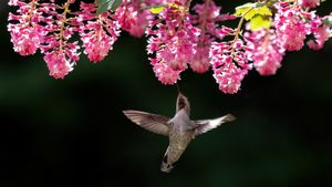 Female Anna's hummingbird, Canada (© Devonyu/iStock/Getty Images)(Bing Canada)