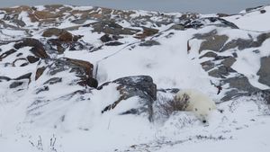 Polar bear resting in rocky landscape, Churchill, Manitoba, Canada (© Warwick Sloss/NPL/Minden Pictures)(Bing Canada)
