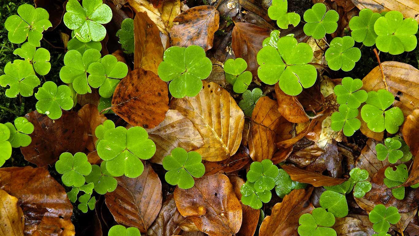 Wood sorrel and leaves on forest floor, Haute-Loire, France