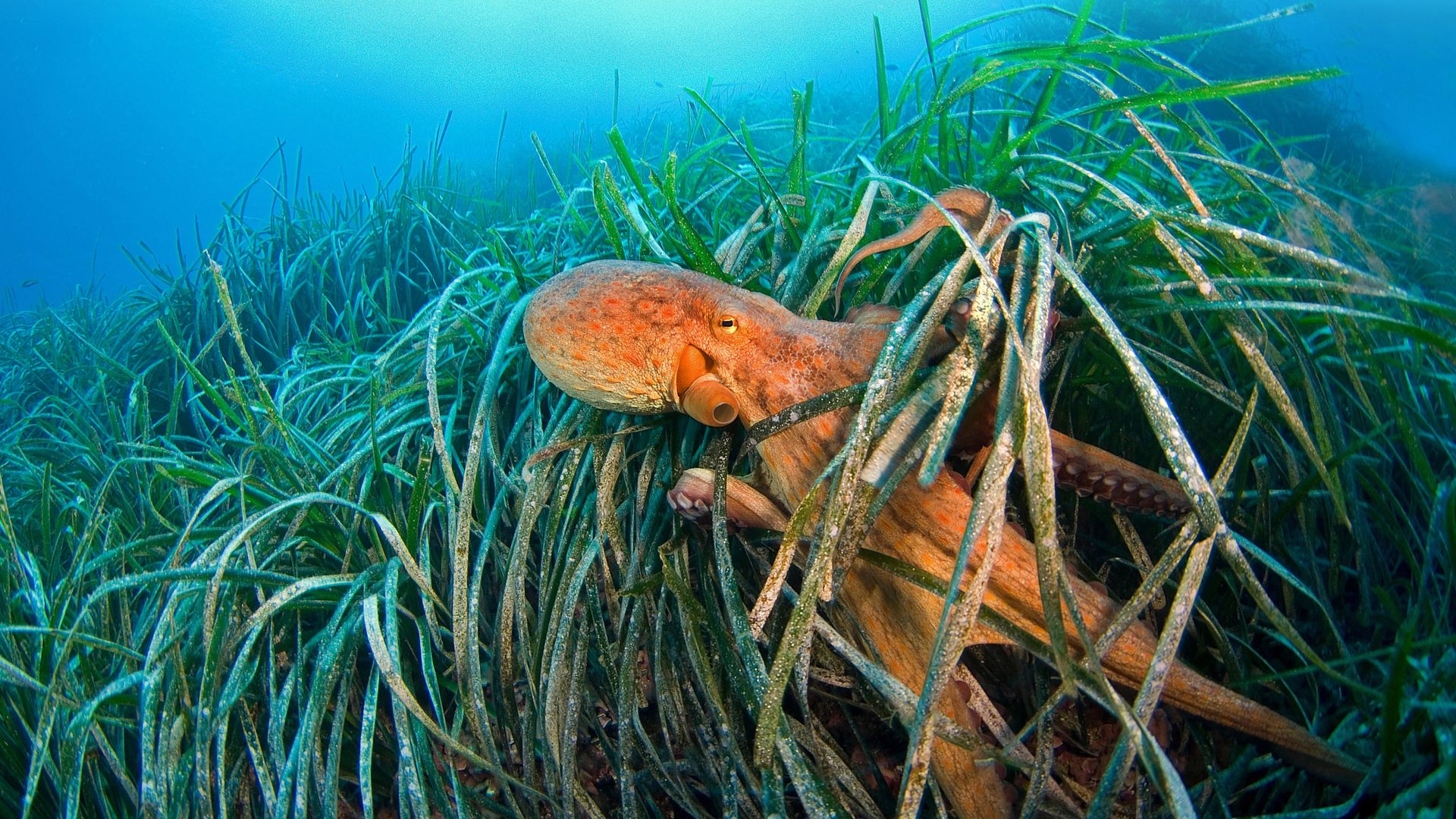Common octopus off the coast of France in the Mediterranean Sea