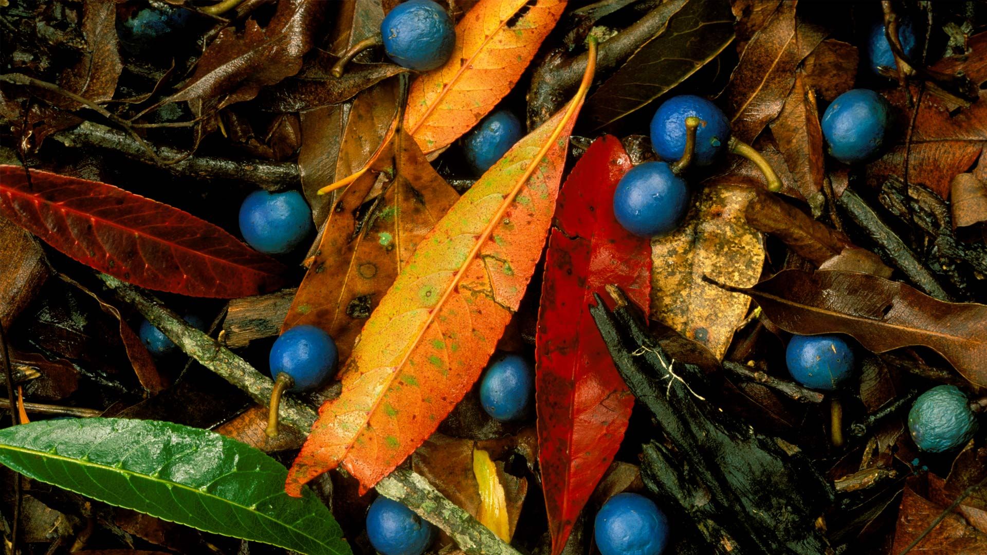 Blue quandongs and colourful leaves on subtropical rainforest floor, Currumbin Creek Valley