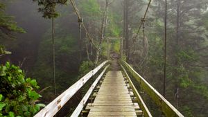 Hanging bridge across Tsocowis Creek, West Coast Trail on Vancouver Island, British Columbia, Canada (© Sergio Ballivian/Tandem Stock)(Bing New Zealand)
